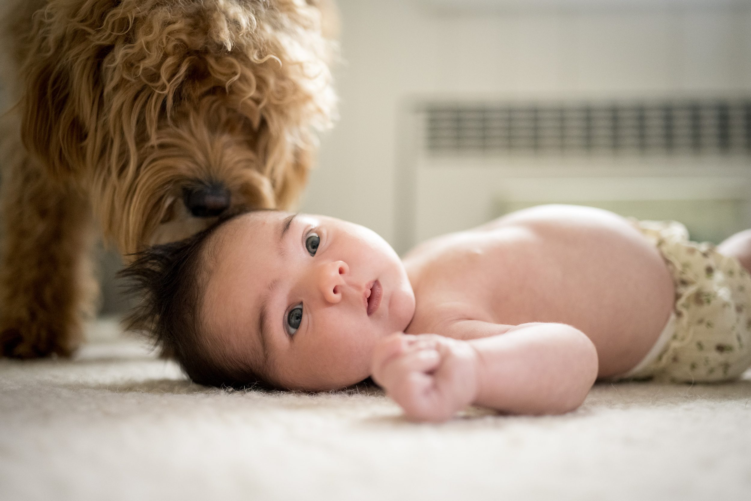A newborn baby lays on the floor as a brown dog sniffs its head after some infant swim lessons in ct