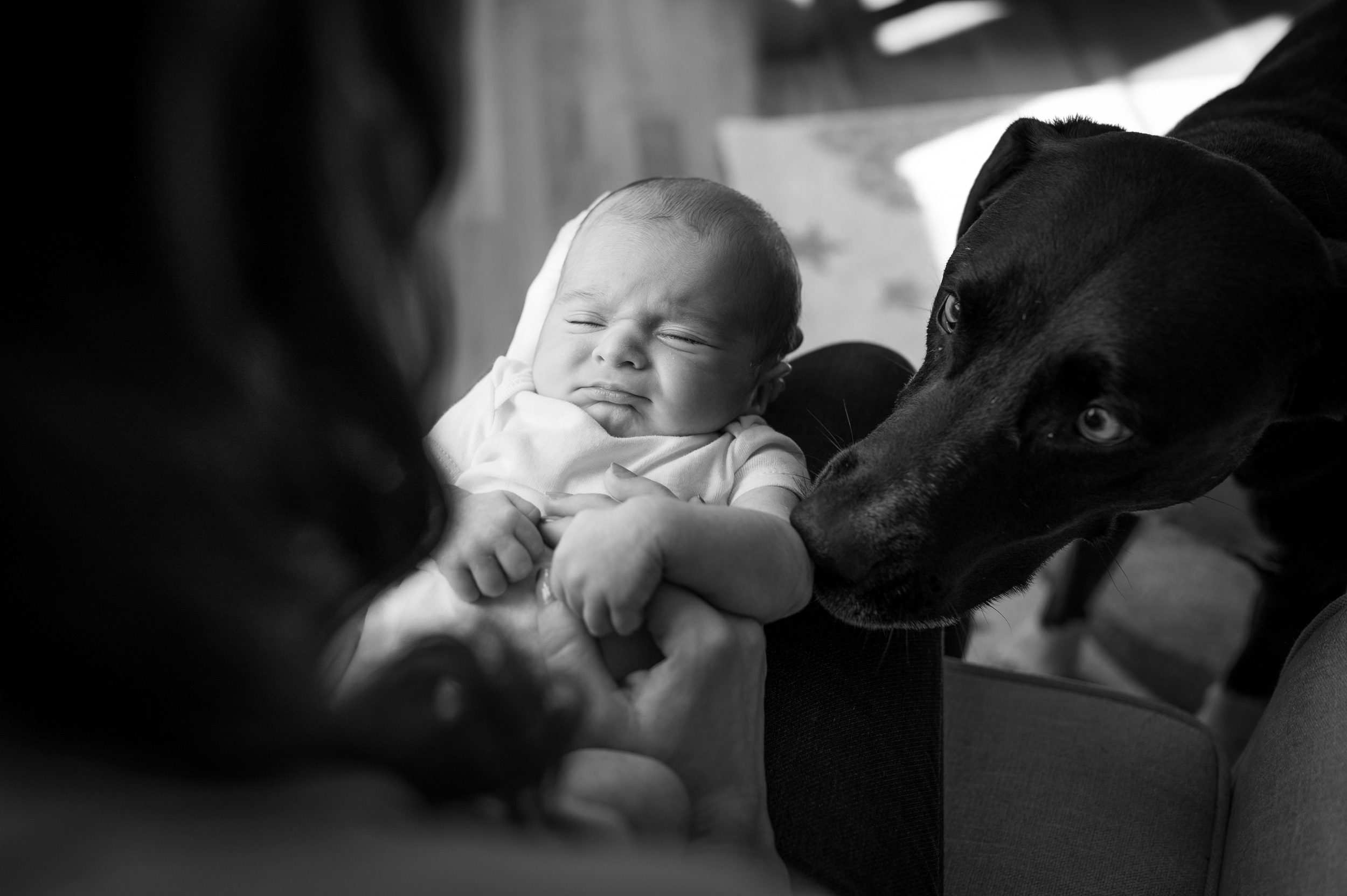 A dog sniffs a sleeping newborn baby in mom's lap