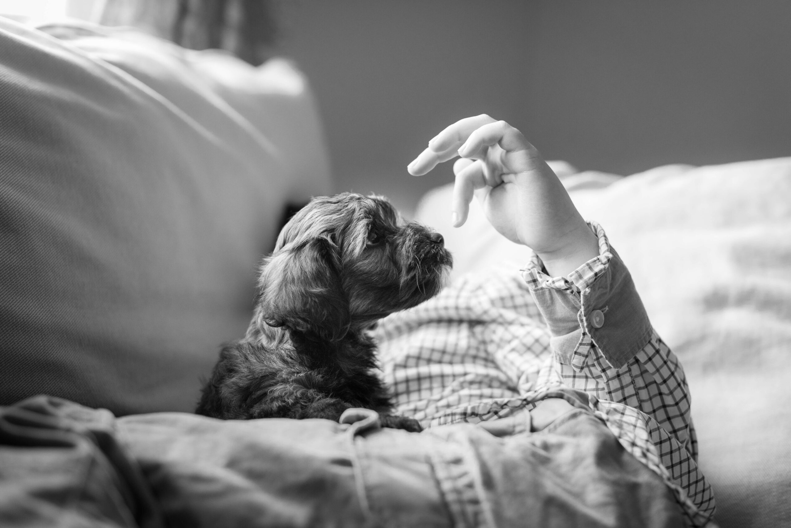 A toddler boy lays on a couch playing with a small dog in his lap in black and white after visiting Grace and Haven
